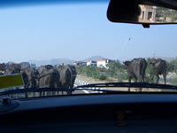 cows crossing motorway